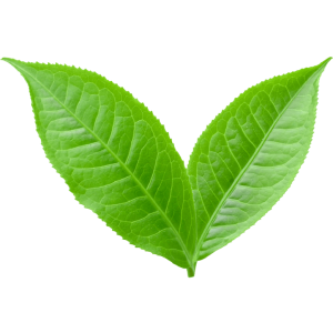 leaf100