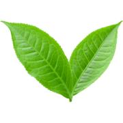 leaf60